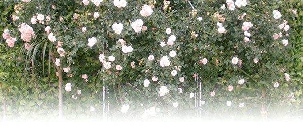 ���[�R�E�H�[�L���O���{ ���X�^�W�I