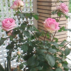 前田洋子,パワースポット,薔薇,バラ,スタジオ入口